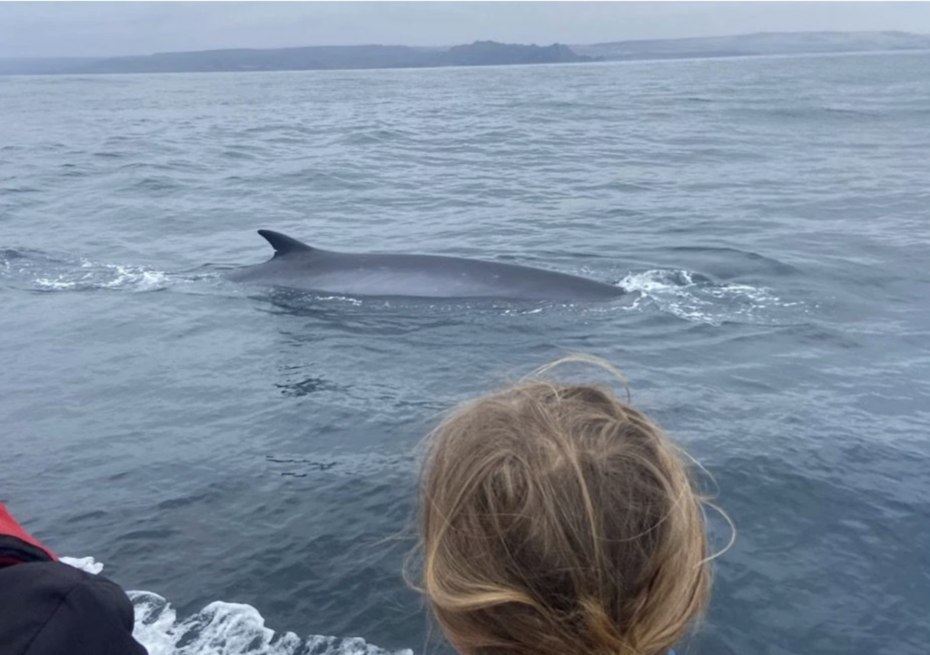 Fin whale in the Atacama. Photo and story by Brianna Randall